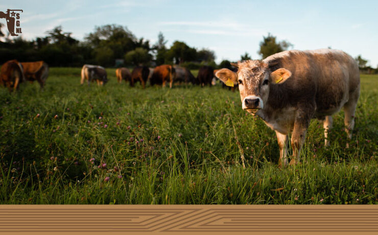 ganados-angus-en-campo-abierto